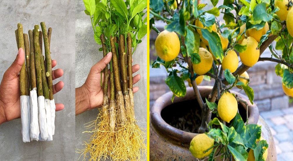 How to propagate lemon tree from cuttings with tissue paper.Anyone can