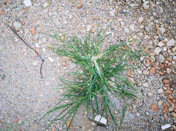 Goosegrass: Health Benefits and Uses – WAWstock